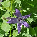 Campanula fenestrellata (dzwonek adriatycki)
