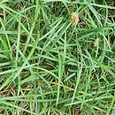 Sesleria robusta (sesleria wielka)