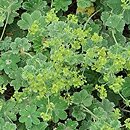 Alchemilla bulgarica (przywrotnik bułgarski)