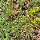 Galium estebanii (przytulia sosnowata)
