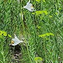 Paradisea lusitanica (paradyzja luzytańska)