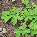 Paeonia arietina (piwonia baraniogłowa)