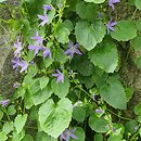 Campanula poscharskyana (dzwonek Poszarskiego)