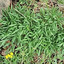 Erysimum jugicola (pszonak sabaudzki)