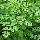 Thalictrum foetidum (rutewka cuchnąca)