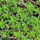 Salix hylematica (wierzba leśna)