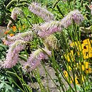 Sanguisorba Pink Brushes