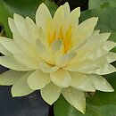 Nymphaea hort. Perry's Double Yellow