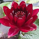 Nymphaea hort. Black Princess