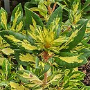 Rhododendron hort. Gold Shine
