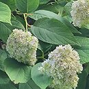 Hydrangea involucrata Yokudanka