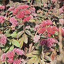 Sedum hort. Abbeydore