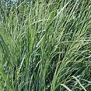 Panicum virgatum Blue Fountain