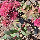 Sedum hort. Red Cauli