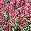 Agastache Cupido