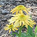 Echinacea Papallo Semi Double Peach