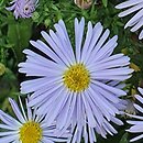 Symphyotrichum dumosum Blaubux