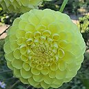 Dahlia hort. Boom Boom Yellow
