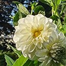 Dahlia hort. Boom Boom White