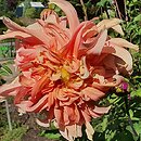 Dahlia hort. Teesbrooke Audrey