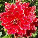 Dahlia hort. Garden Festival