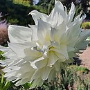 Dahlia hort. Fleurel