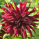Dahlia hort. Nuit d'Ete