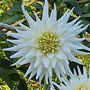 Dahlia hort. Playa Blanca