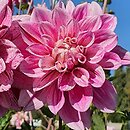 Dahlia hort. Bright Diamond