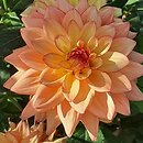 Dahlia hort. Melody Dora