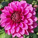 Dahlia hort. Arabian Night