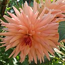 Dahlia hort. Wanda's Aurora