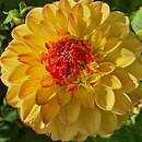 Dahlia hort. Little Tiger