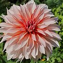 Dahlia hort. Santa Claus US