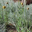 Craspedia globosa Golf Beauty