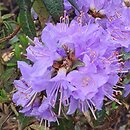 Rhododendron hort. Gristede