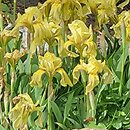 Iris hort. Ambertoon