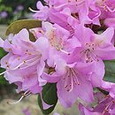 Rhododendron rubiginosum