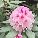 Rhododendron hort. Prince Camille de Rohan