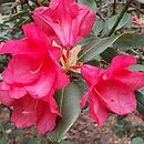 Rhododendron hort. Ma Vlast