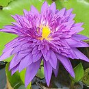 Nymphaea hort. King of Siam