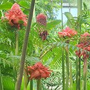 Etlingera elatior (etlingera wyniosła)