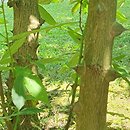Zanthoxylum armatum