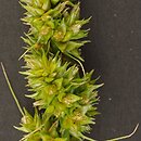 Carex cuprina (turzyca nibylisia)