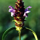 Prunella (głowienka)