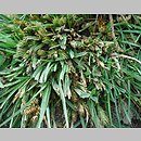 Carex secalina (turzyca żytowa)