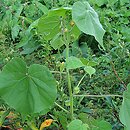 Abutilon theophrasti (zaślaz pospolity)