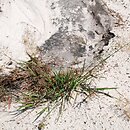 Agrostis capillaris (mietlica pospolita)