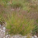 Agrostis rupestris s.l. (mietlica skalna)