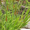 Alopecurus aequalis (wyczyniec czerwonożółty)